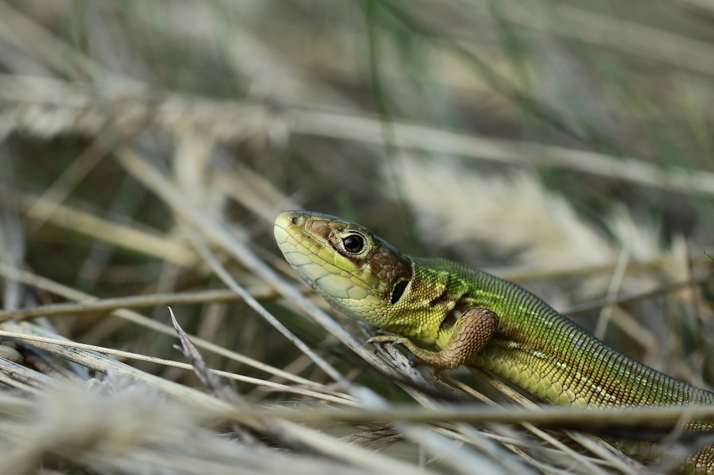 7 IMG_Lacerta viridis.JPG