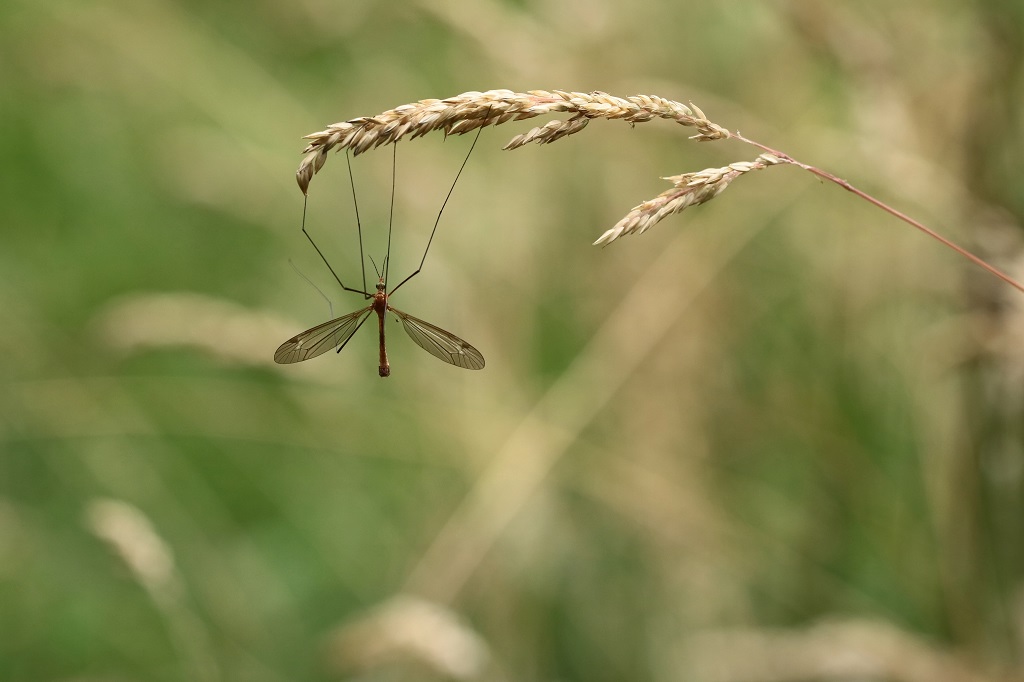 10 IMG_Tipule sp.JPG