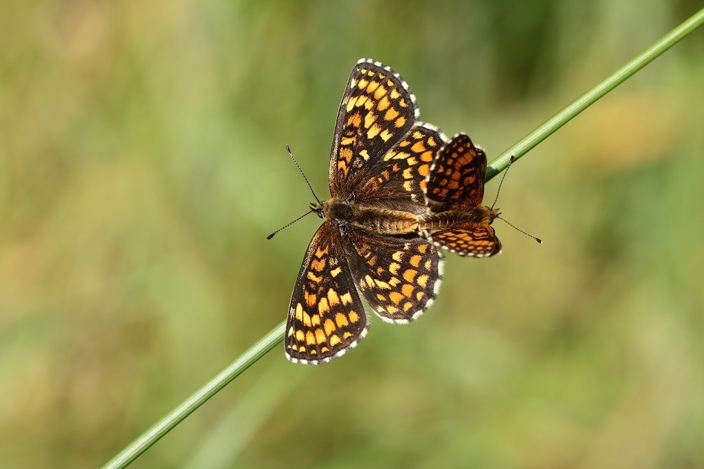 11 IMG_Melitaea athalia M. du mélampyre.JPG