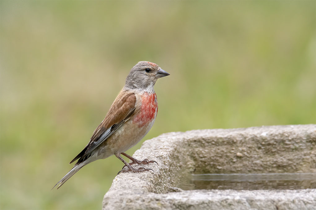 Linotte mélodieuse 5.jpg