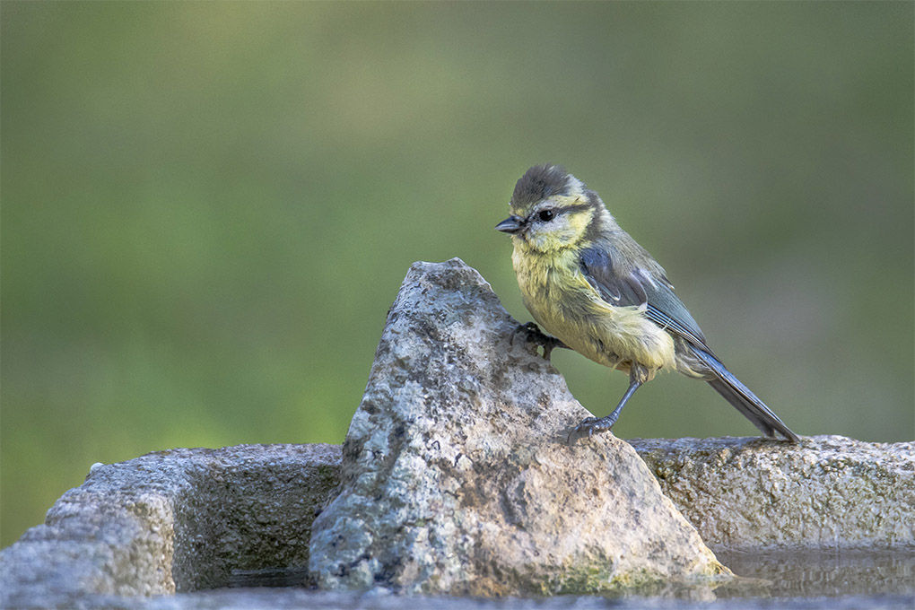 Mésange bleue 5.jpg