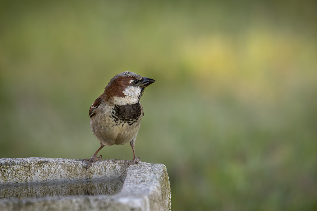 Moineau domestique 2.jpg