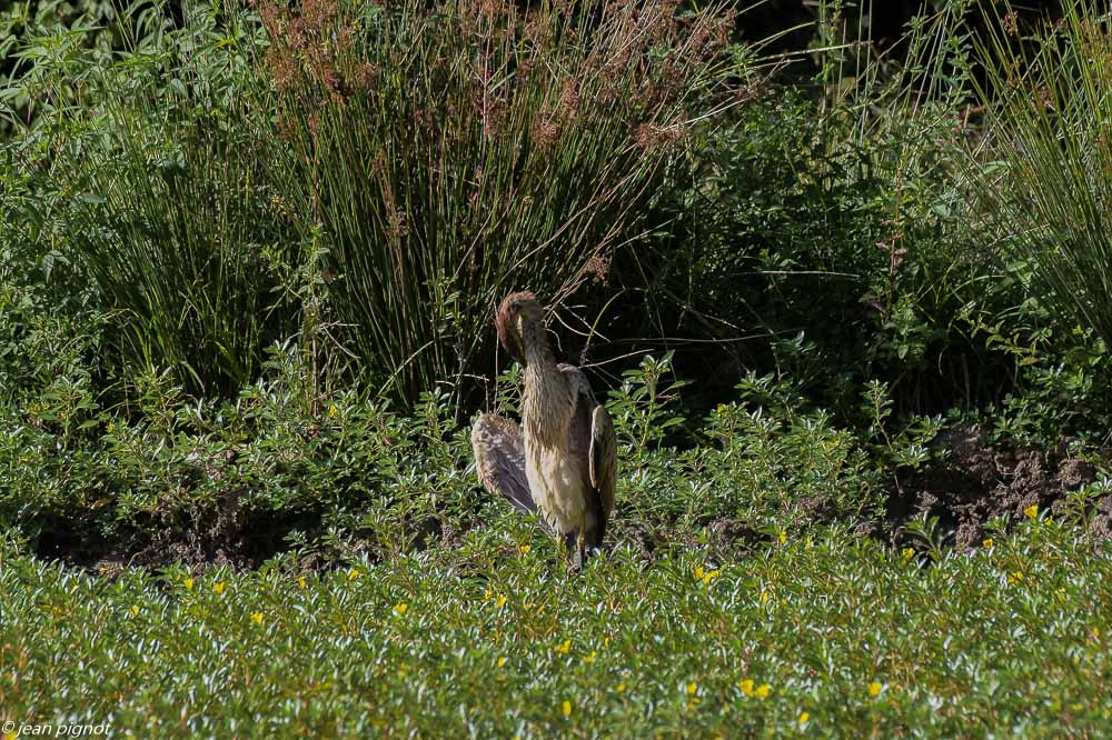 heron pourpré 08 2020-1793.jpg