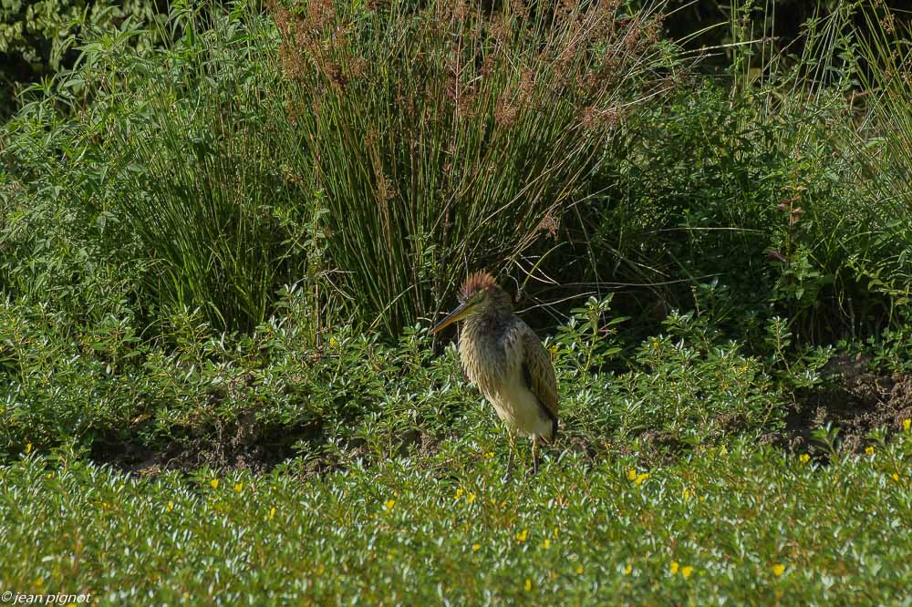 heron pourpré 08 2020-1825.jpg