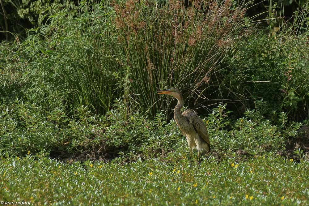 heron pourpré 08 2020-1864.jpg