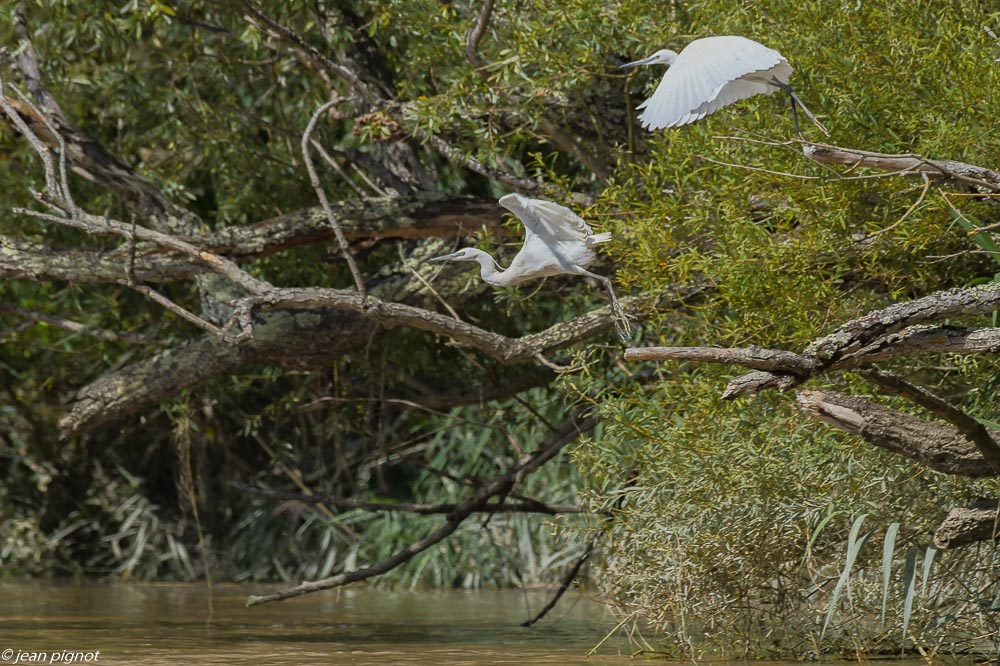 oiseaux aquitaine bateau 08 2020-2207.jpg