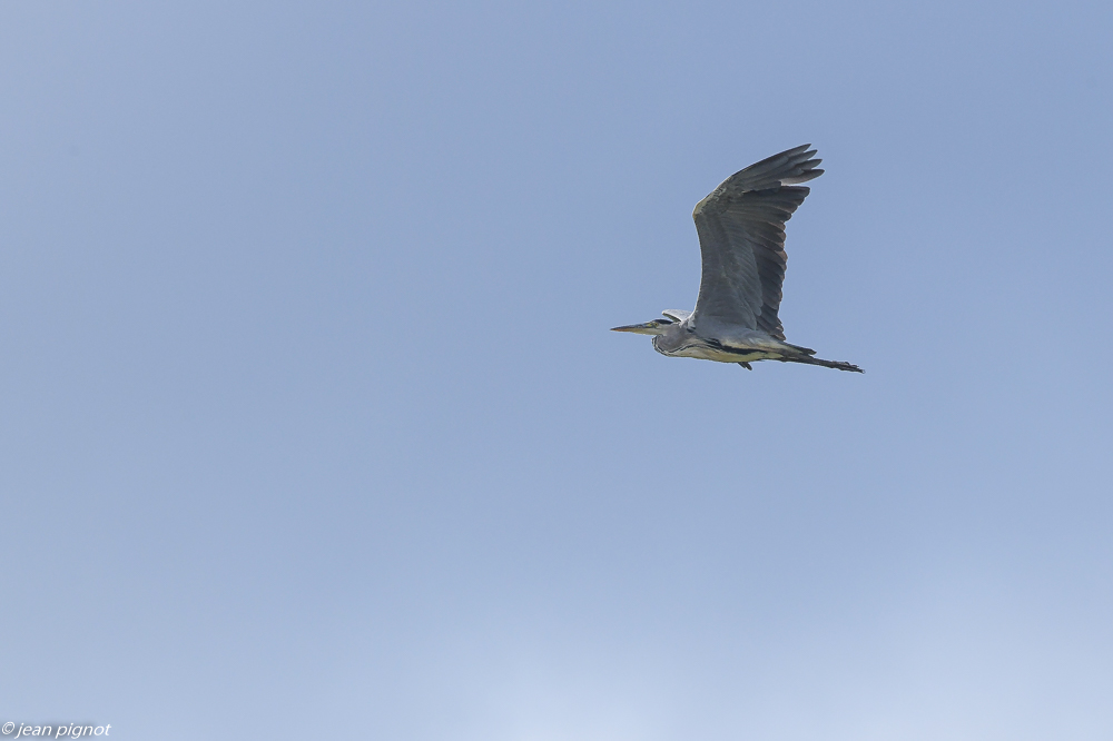 oiseaux aquitaine bateau 08 2020-2240.jpg