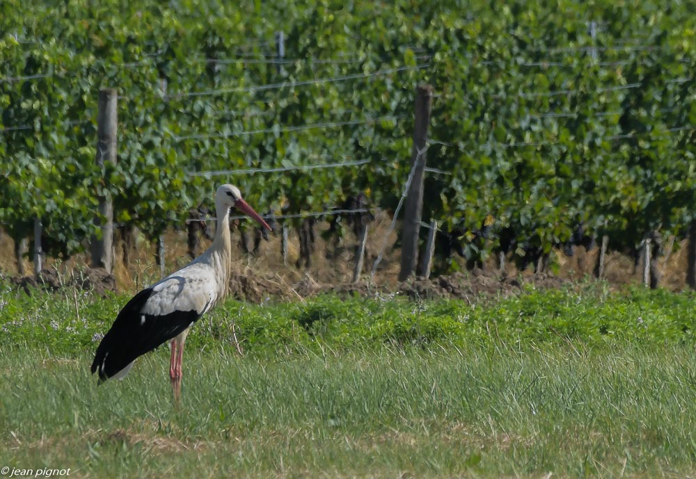 oiseaux aquitaine 08 2020-2298.jpg