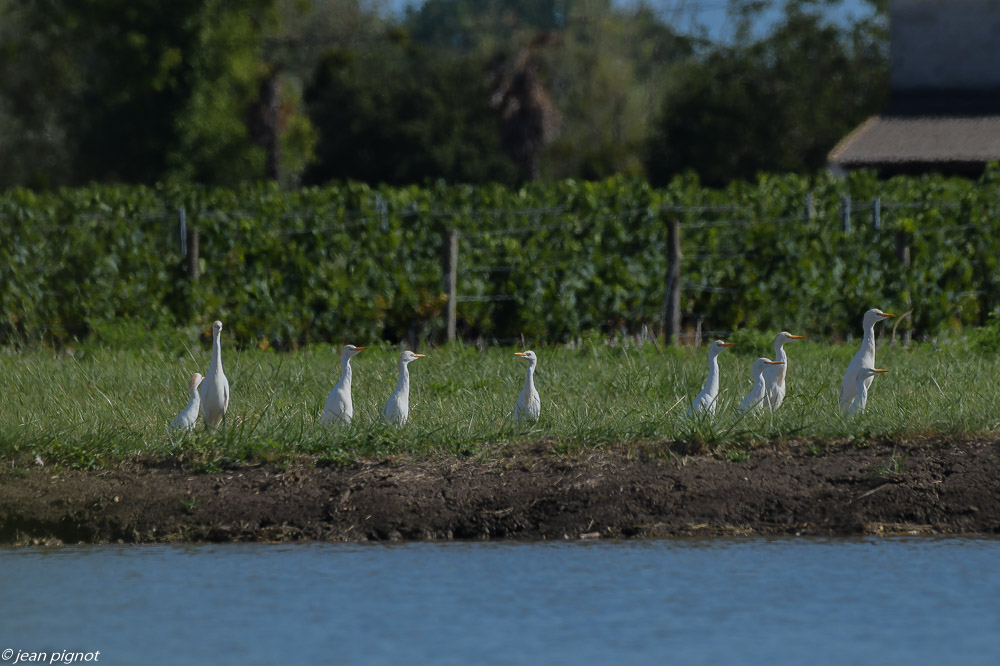 oiseaux aquitaine 08 2020-2309.jpg