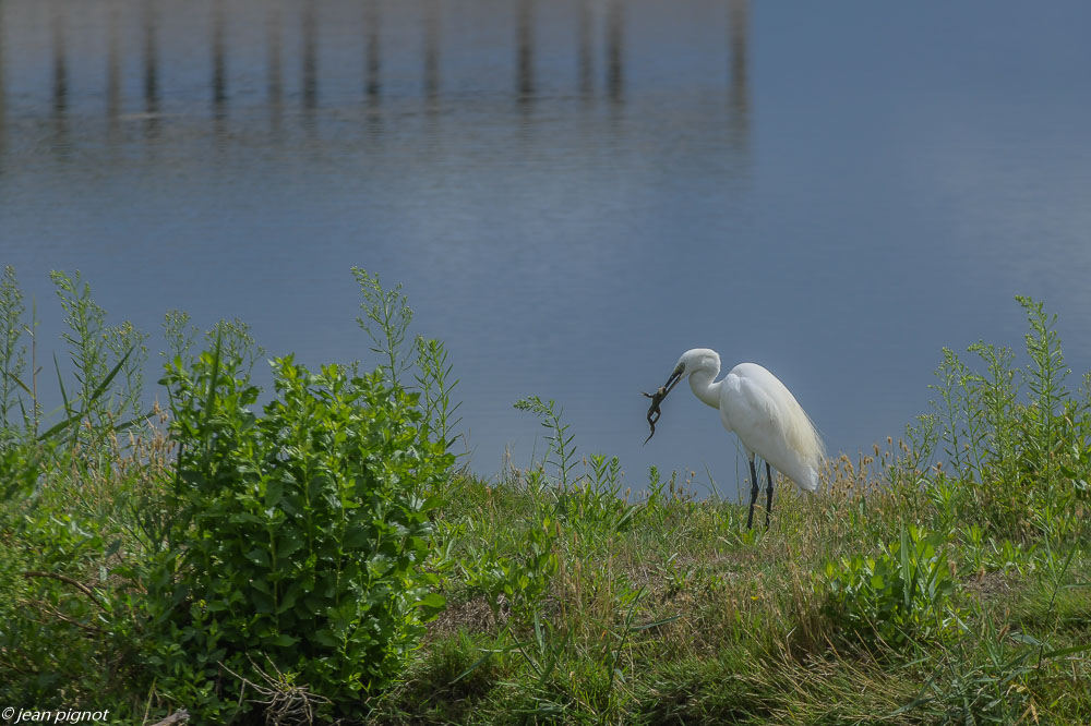 oiseaux aquitaine reserve 08 2020-1910.jpg