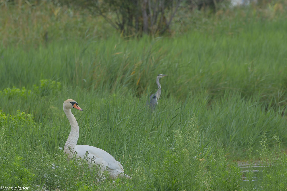 oiseaux aquitaine reserve 08 2020-1935.jpg