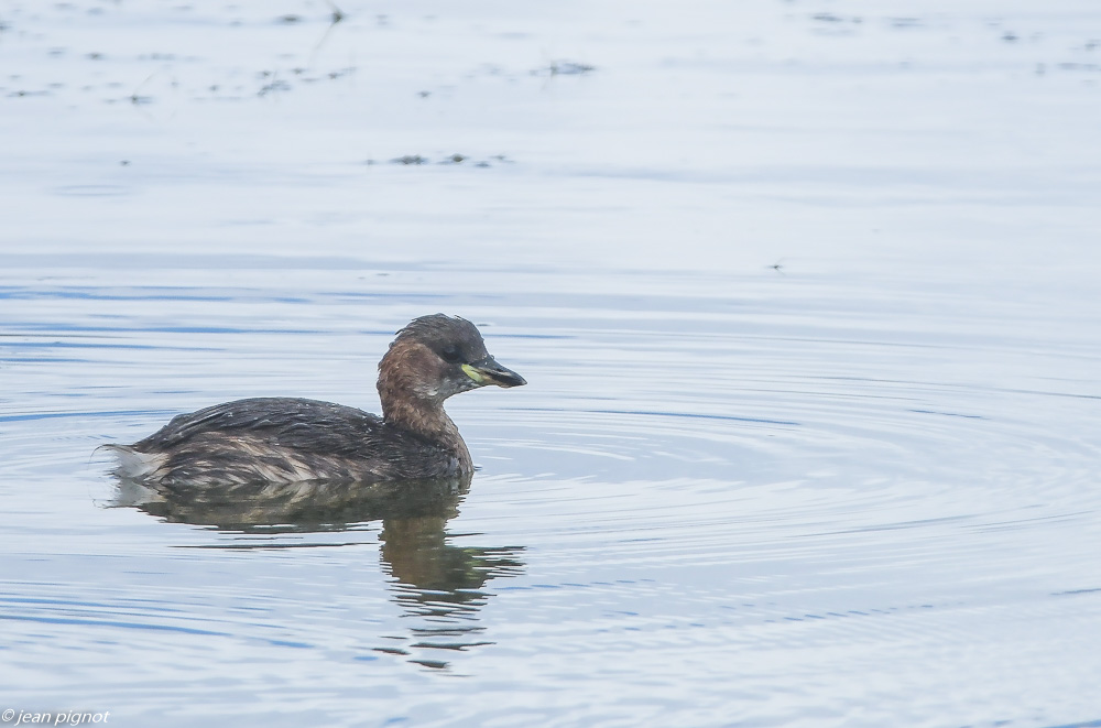 oiseaux aquitaine reserve 08 2020-2014.jpg