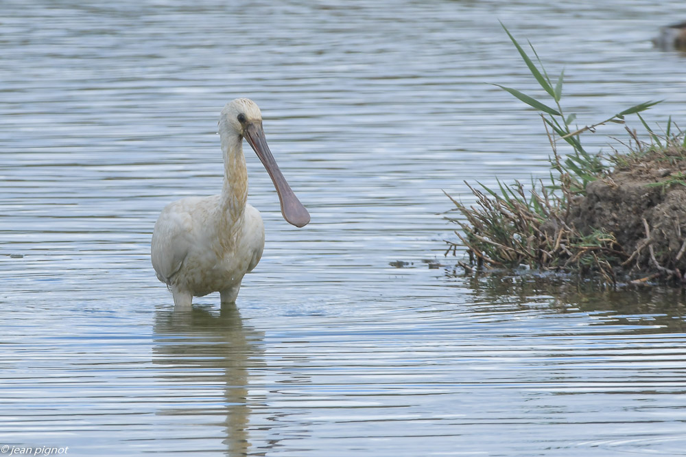 oiseaux aquitaine reserve 08 2020-2071.jpg