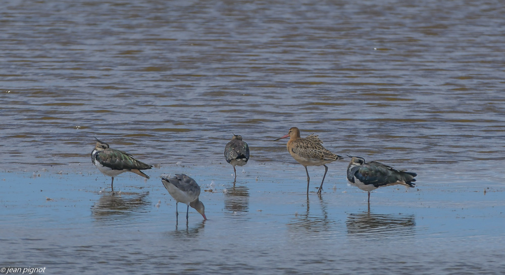 oiseaux aquitaine reserve 08 2020-2140.jpg