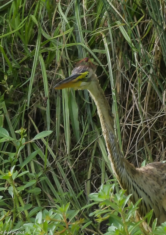 heron pourpré  avec sympetrum 08 2020-1682.jpg