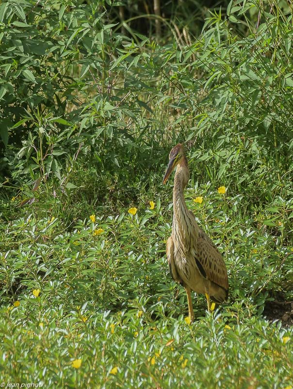 heron pourpré  avec sa péche 08 2020-1749.jpg