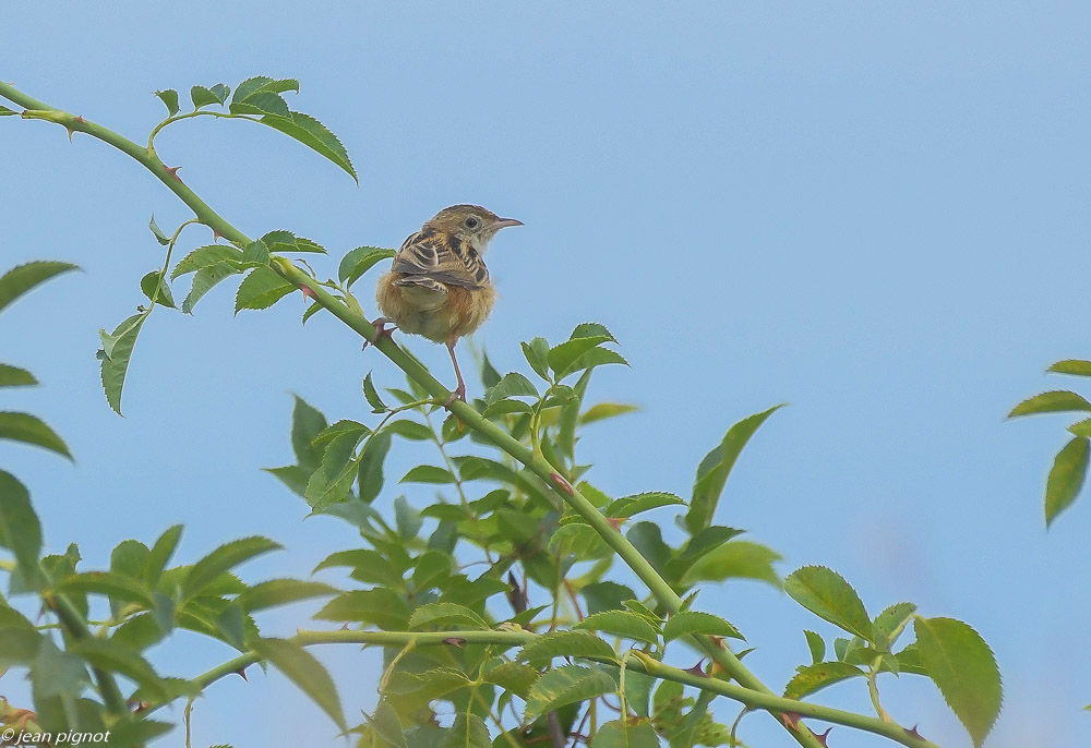 oiseaux friche de chez Philippe 08 2020-1575.jpg