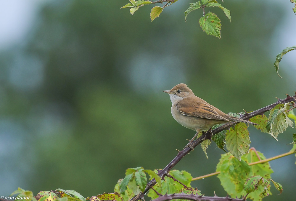 oiseaux friche de chez Philippe 08 2020-1615.jpg