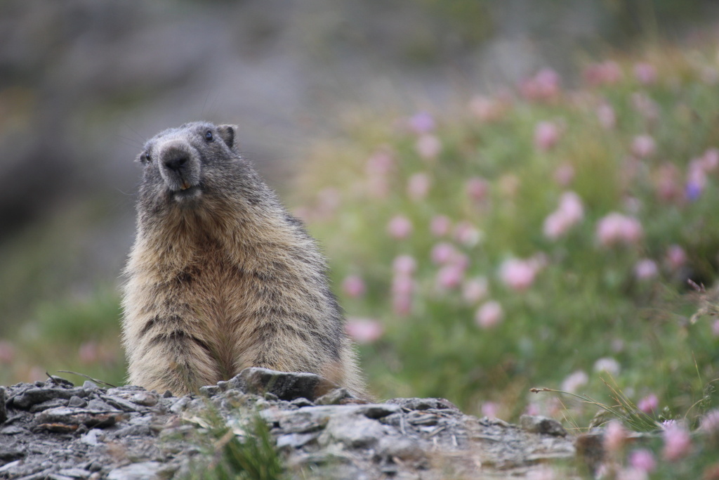 2015-07-23 Col de l'Iseran comp2.JPG