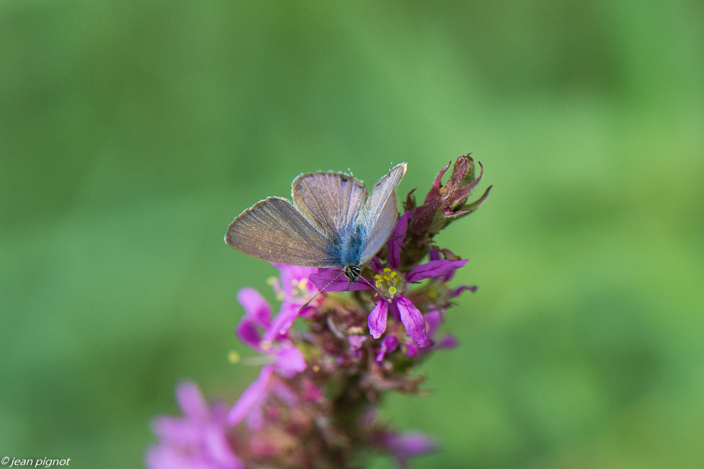 papillons d aquitaine 08 2020-8689.jpg