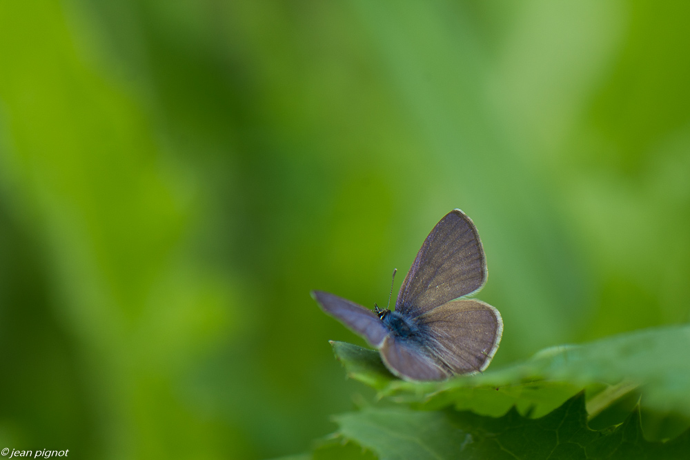 papillons d aquitaine 08 2020-8698.jpg