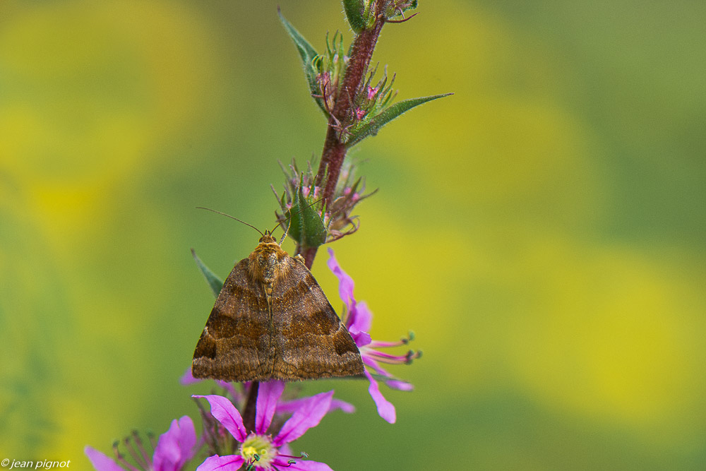 papillons d aquitaine 08 2020-8704.jpg