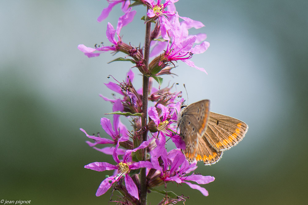 papillons d aquitaine 08 2020-8720.jpg