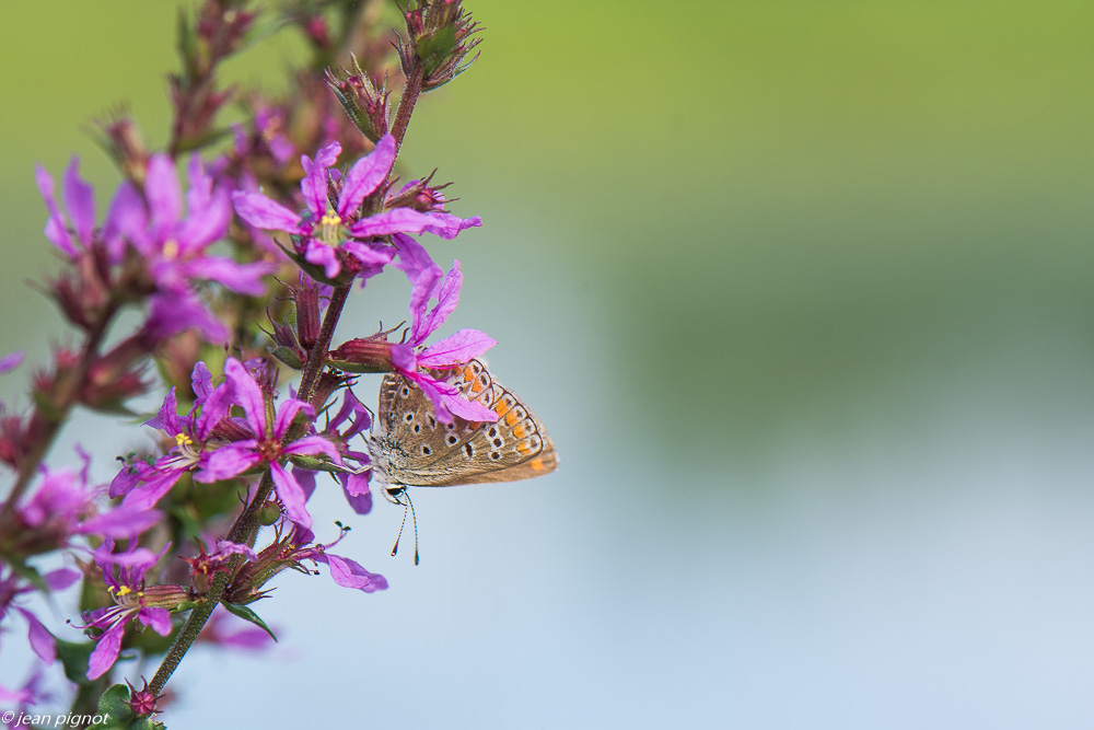 papillons d aquitaine 08 2020-8733.jpg