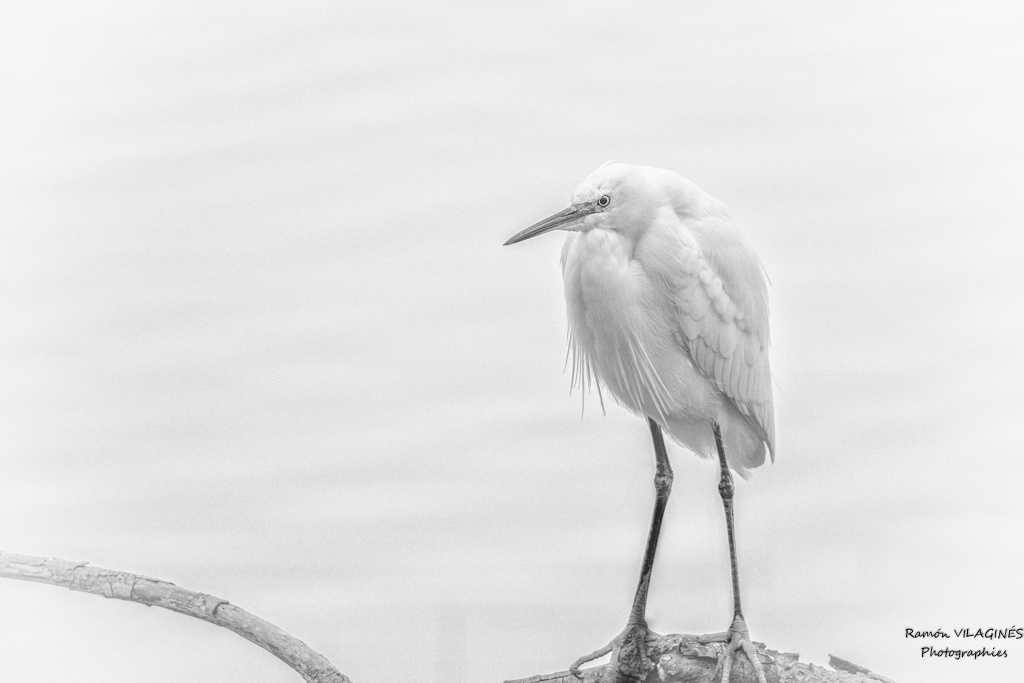 Aigrette-HK.jpg