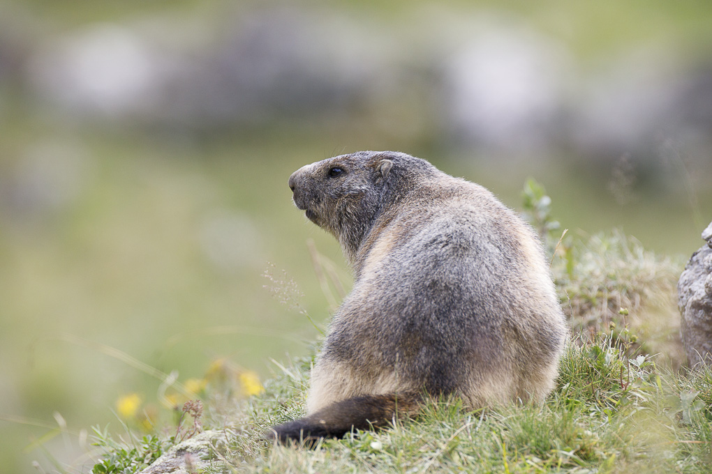 Marmotte 1 Net.jpg