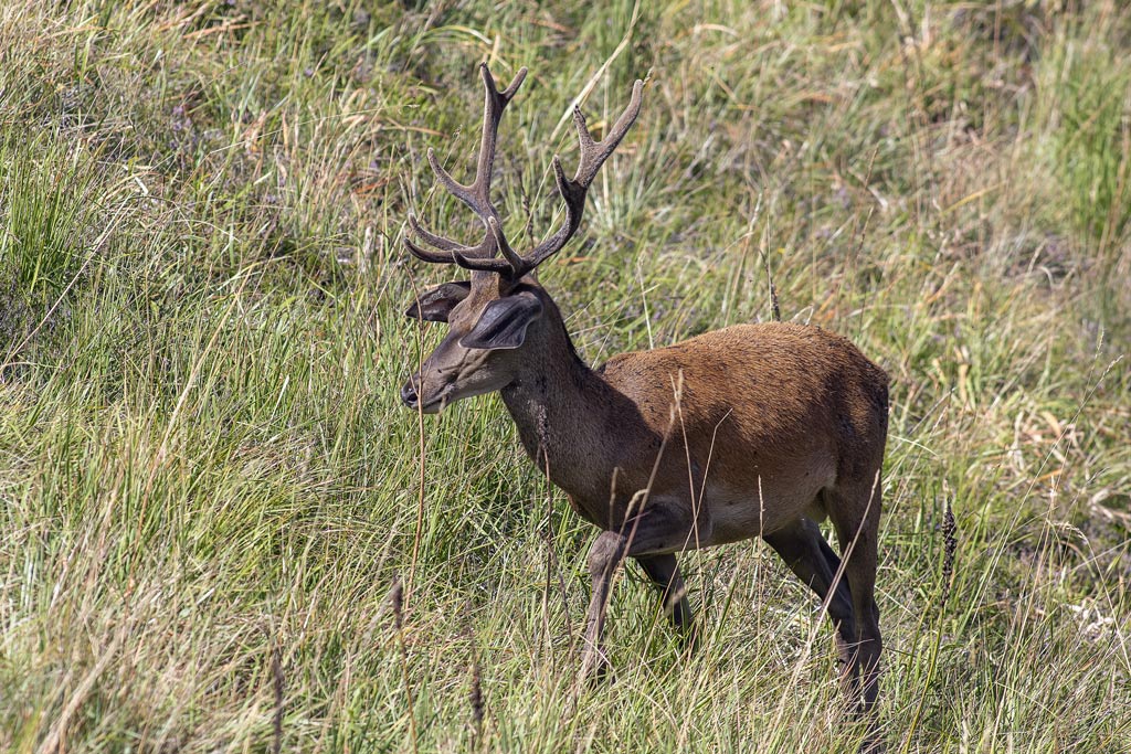 cerf(3170).jpg