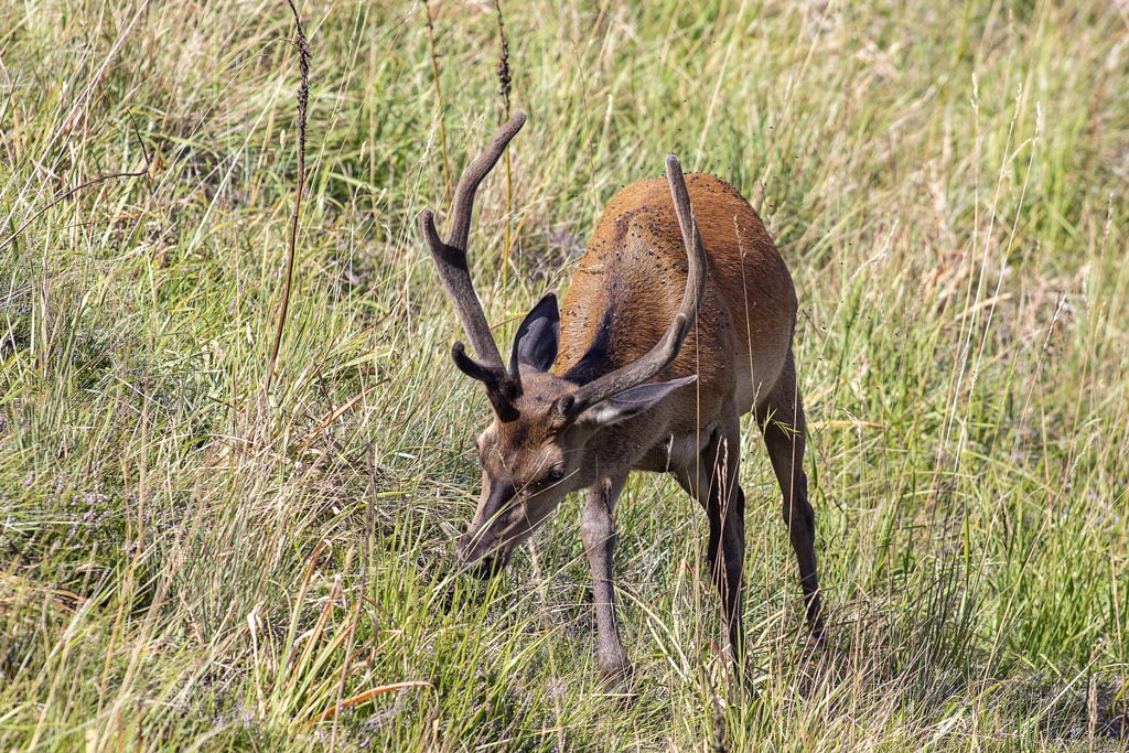 cerf(3192).jpg