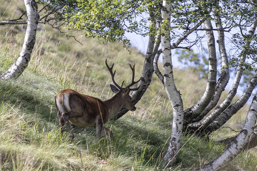 cerf(3206).jpg