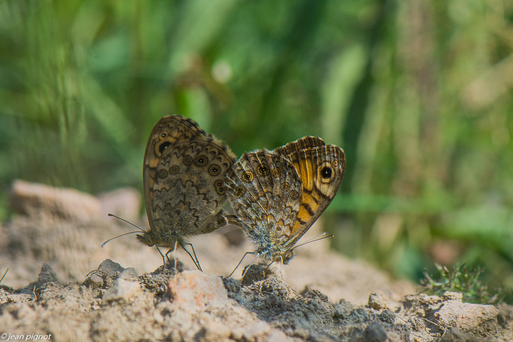 accouplement de papillons 09 2020-9650.jpg