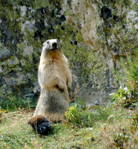 MARMOTTES 083 5.jpg