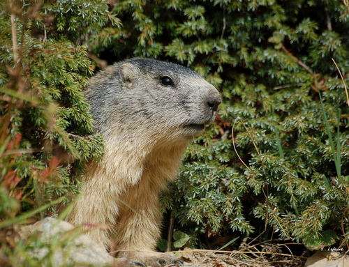 MARMOTTES 096 5.jpg