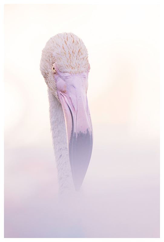 Flamant-rose-portrait.jpg