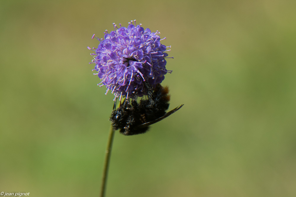 bourdon des scabieuses 09 2020-0116.jpg