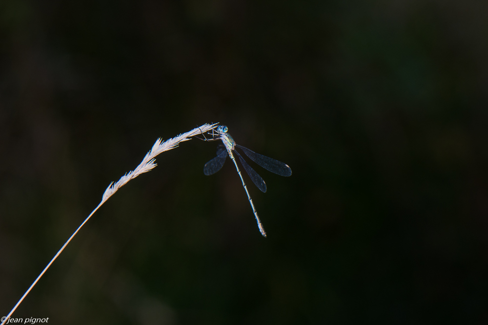 lestes 09 2020-0158.jpg