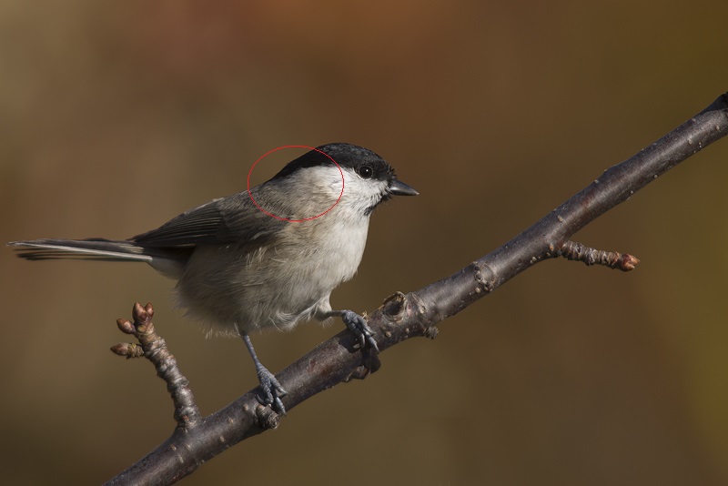 mésange nonnette-3.jpg