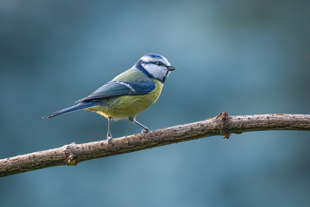 mésange bleue Hrebenka.jpg