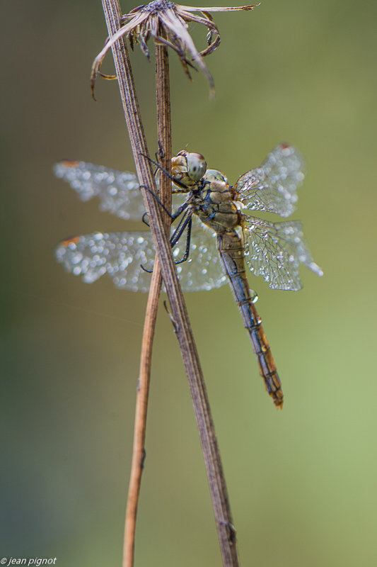 libellule dans la rosée 09 2020-0600.jpg