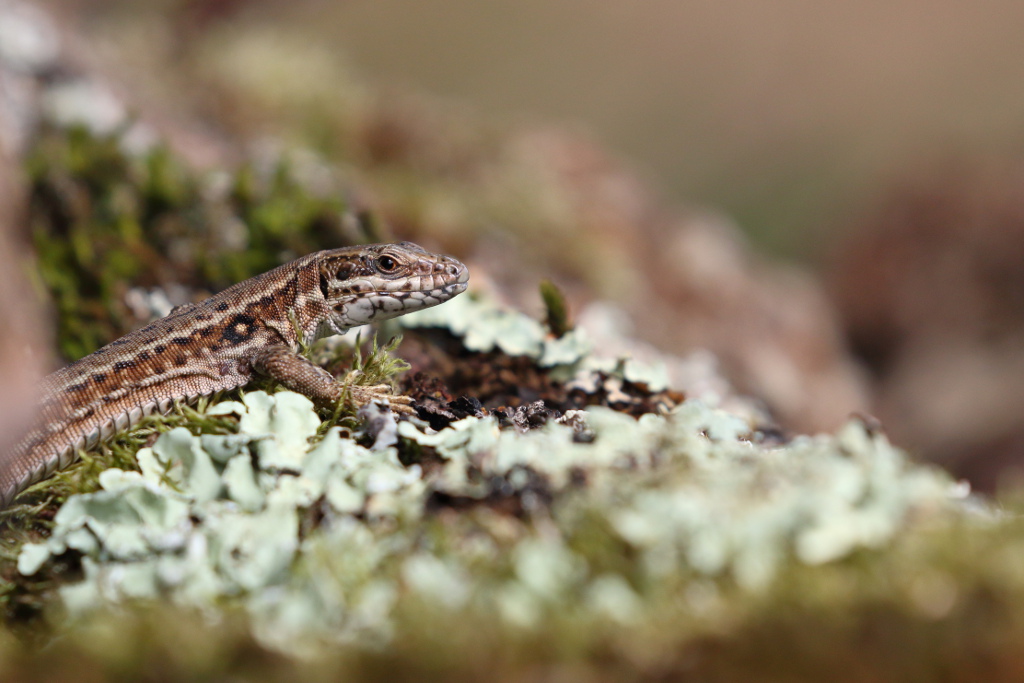 Lézard des murailles - Podarcis muralis 29 I&N.JPG