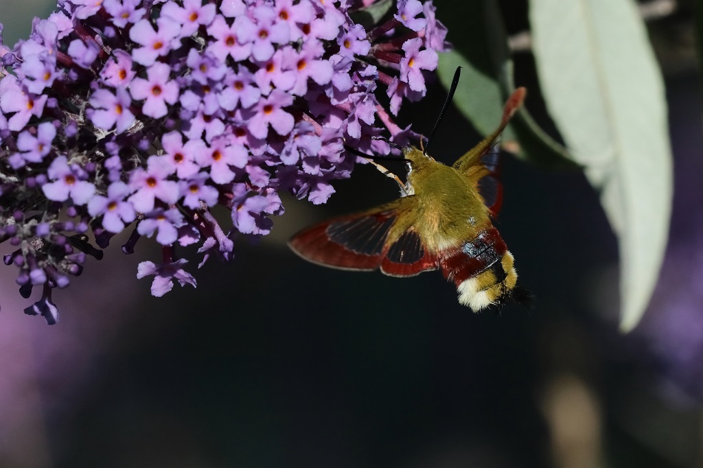 IMG_5905XS Hemaris fuciformis S gazé.jpg