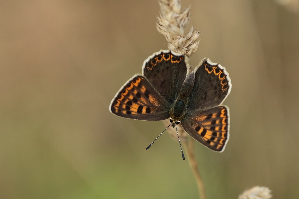 IMG_6685XS Lycaena tityrus♀.jpg