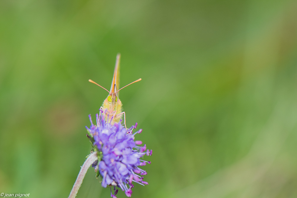 insectes du 10 2020-0969.jpg