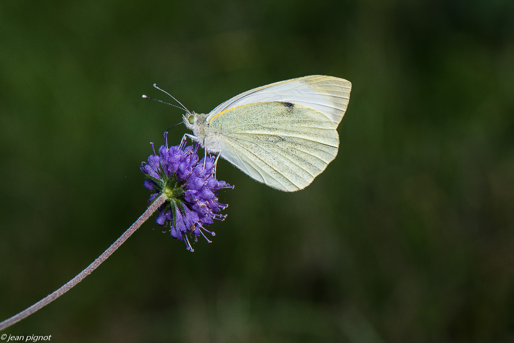 insectes du 10 2020-1218.jpg