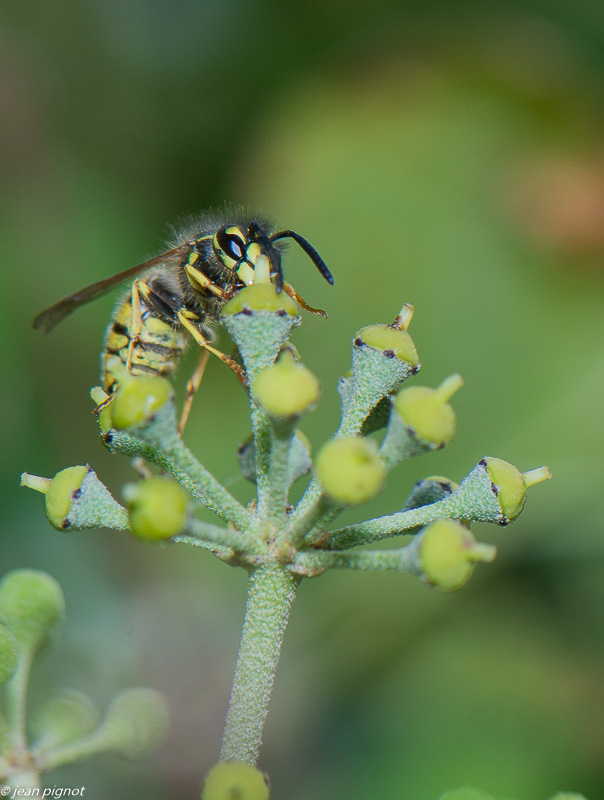 insectes  lierre 10 2020-1265.jpg