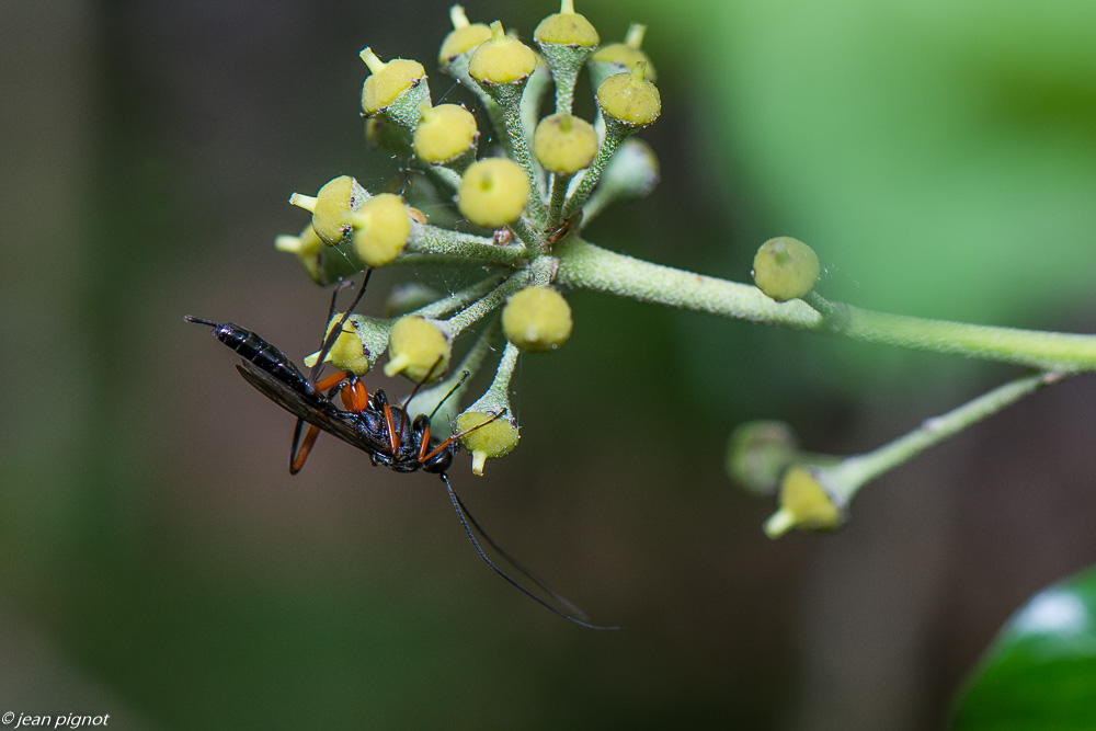 insectes  lierre 10 2020-1309.jpg