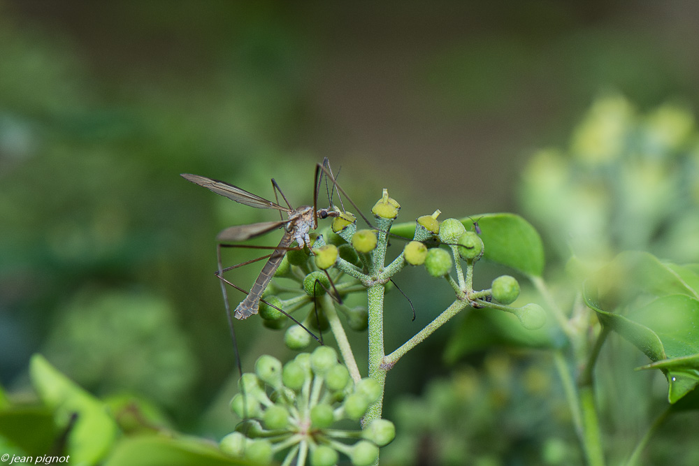 insectes  lierre 10 2020-1424.jpg